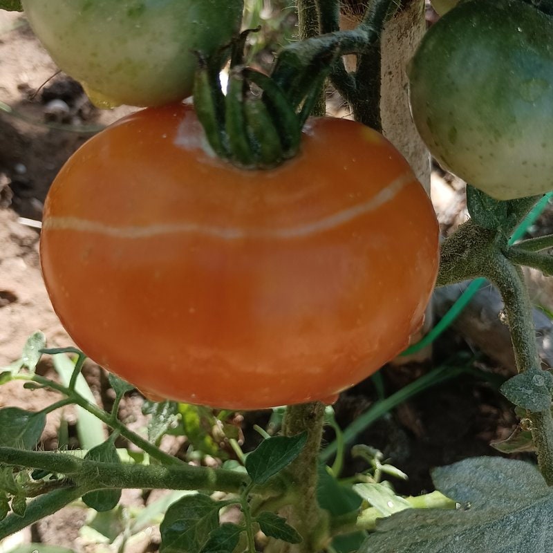 Beauty Queen Tomato, 10 seeds (1)