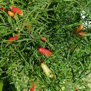 May include: A close-up of a green leafy plant with red and yellow chilli peppers growing on it.