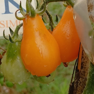 Puede incluir: Dos tomates naranjas en forma de pera y un tomate verde colgando de una vid. Los tomates tienen una piel lisa y brillante con gotas de agua visibles. Los tallos y sépalos verdes están unidos a la parte superior de cada fruto, y un letrero blanco parcial con texto azul es visible en la esquina superior izquierda.
