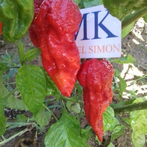 Puede incluir: Dos chiles rojos creciendo en una planta. Los chiles son muy grandes y tienen una textura arrugada. La planta tiene hojas verdes y está creciendo en un jardín.