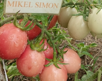 Tomate Thai Pink Egg , 10 semillas (201)