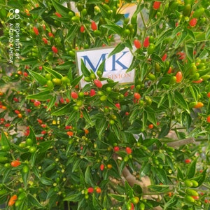 CHILE CONGO de NICARAGUA 10 seeds, capsicum annuum, homegrown (64)