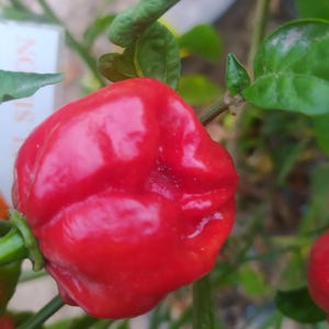 Puede incluir: Primer plano de un pimiento habanero rojo vibrante, que muestra su piel arrugada y su forma única. El pimiento está unido a un tallo verde, rodeado de hojas verdes. La imagen resalta el color y la textura del pimiento.