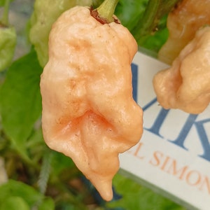 Puede incluir: Primer plano de un pimiento de color naranja pálido con una textura arrugada y abultada. El pimiento está colgado de una planta y tiene una punta puntiaguda.