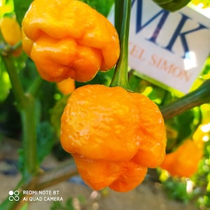 Puede incluir: Primer plano de pimientos MK El Simon de color naranja brillante, que muestran su piel texturizada y con bultos. Los pimientos cuelgan de tallos verdes sobre un fondo de follaje verde. La imagen está bien iluminada, resaltando el color vibrante y la forma única de los pimientos.