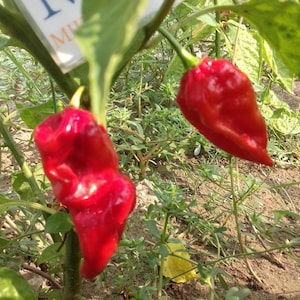Puede incluir: Dos chiles rojos creciendo en una planta. Los chiles son largos y delgados con una punta puntiaguda. Los chiles están rodeados de hojas verdes.
