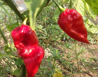 10+ Semi Di Peperoncino Fatalii – Capsicum Chinense, Da Coltivare, Facili Da Usare - 4