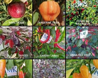 Lot of 9 hot chilies, 90 seeds, pack (10)