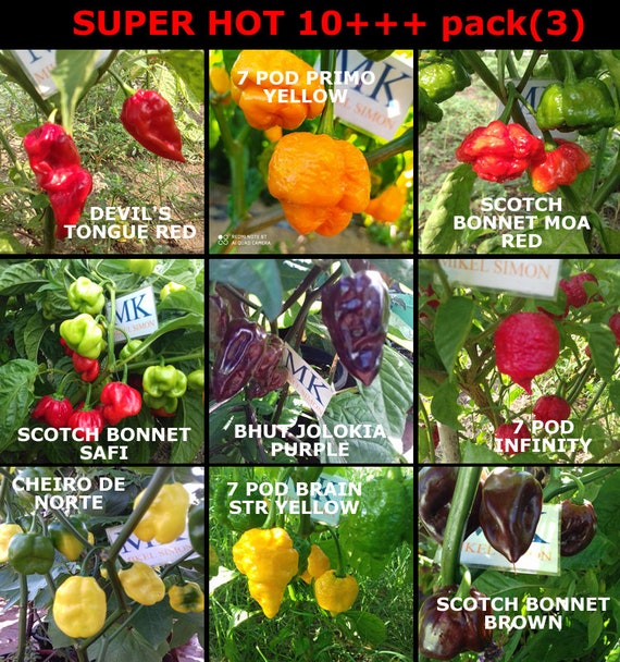 9X10 7 pack SUPER HOT 10 +++ 90 seeds 9 hottest chili peppers in the world