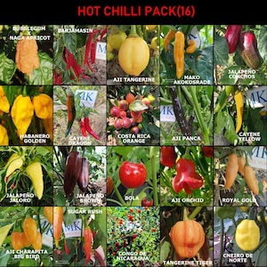 SUPER HOT 10+++, 20 hottest chili peppers in the world, 200 seeds, pack(16)