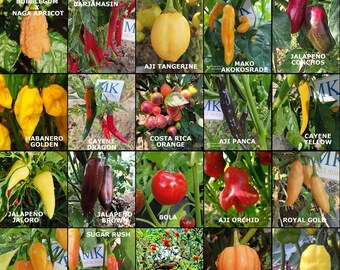 SUPER HOT 10+++, 20 hottest chili peppers in the world, 200 seeds, pack(16)