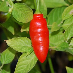 Rocoto Aji Largo, 10 Samen, Capsicum pubescens (422)