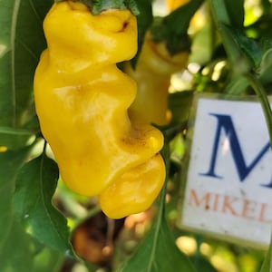 Puede incluir: Primer plano de un pimiento amarillo brillante con una forma única y con bultos, que se asemeja a una pequeña criatura. El pimiento está unido a un tallo verde con hojas verdes en el fondo. Un letrero blanco con la palabra "MIKEL" es visible.