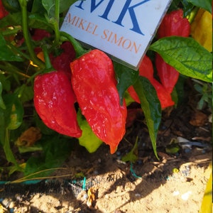 Puede incluir: Primer plano de una planta de chile rojo con un cartel que dice "MK Mikel Simon".