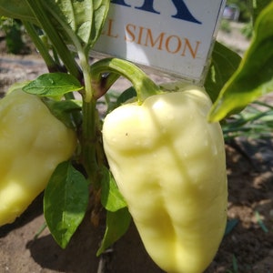 Paprika Ferenc Tender, 10 semi, semi, Capsicum annuum (293)