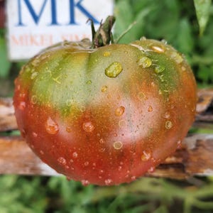 Pode incluir: Um tomate maduro com um gradiente de cores, do verde ao vermelho. Gotas de água cobrem a superfície. Uma placa ao fundo diz "MK" e "MIKEL SILVA".