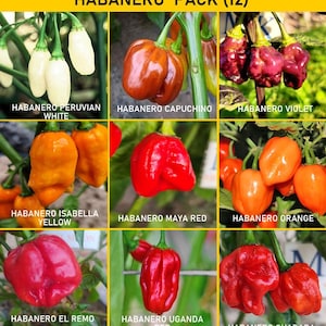Può includere: Una collezione di dodici varietà di peperoncino Habanero etichettata Habanero Pack (12). L'immagine mostra vari peperoncini, tra cui Habanero Peruvian White, Capuchino, Violet, Isabella Yellow, Maya Red, Orange, El Remo, Uganda Red e Guadara.