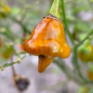 Puede incluir: Primer plano de un pimiento Bishop's Crown maduro, de color amarillo-anaranjado. El pimiento tiene una forma única de campana con una base puntiaguda. El tallo verde contrasta con el color del pimiento, sobre un fondo verde borroso.