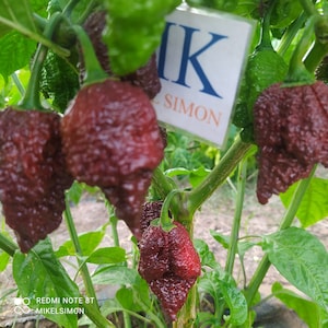 Puede incluir: Primer plano de pimientos rojos oscuros con una superficie texturizada, creciendo en una planta. Hojas y tallos verdes rodean los pimientos. Un letrero en el fondo dice "MIK SIMON".