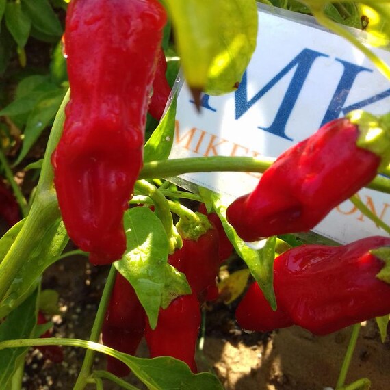 Capsicum frutescens,50 SEEDS,SEMILLAS 8 CHILE PURIRA cosecha propia