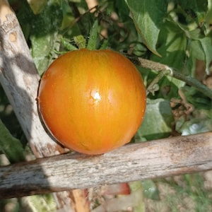 Puede incluir: Un tomate redondo en proceso de maduración con una piel lisa que muestra un degradado de tonos naranja, amarillo y rojo sutil. El tomate está unido a un tallo verde y se encuentra junto a un poste de soporte de madera marrón claro.
