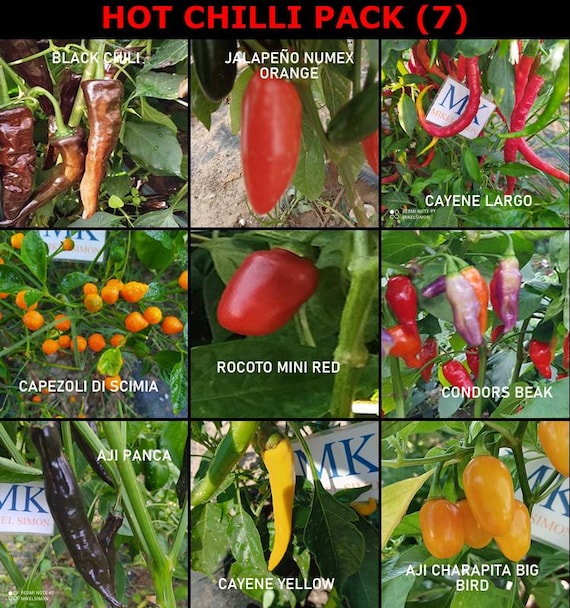 Hot Chilli, 9 Varieties of Chillies, 9X10, 90 Seeds, Pack (7