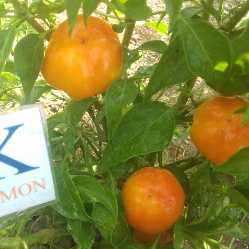 276 seeds 10 seeds Capsicum annuum homegrown Apfel Paprika