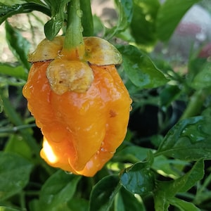Könnte beinhalten: Ein leuchtend gelber Pfeffer mit leicht runzeliger Oberfläche, der an einem grünen Stiel hängt. Der Pfeffer ist mit kleinen Wassertropfen bedeckt, die ihm ein glänzendes Aussehen verleihen.