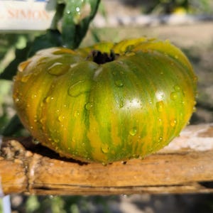 Jarson Tomat 18, 10 frön (148)