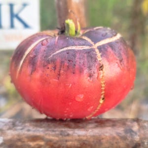 Puede incluir: Un tomate redondo y maduro con un color base rojo vibrante que transiciona hacia tonos morados y negros oscuros en la parte superior. La piel presenta grietas verticales claras y marcadas en la superficie, con pequeñas gotas de agua visibles.