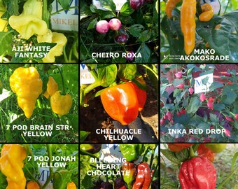 9 schärfste Chilischoten der Welt, 90 Samen, SUPER HOT 10+++, Packung (10)