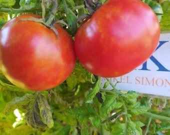 Tomate Ace 55 VF , 10 semillas (21)