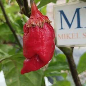 Może przedstawiać: Zbliżenie jasnoczerwonej papryki o pomarszczonej powierzchni, rosnącej na zielonej roślinie. Papryka ma unikalny kształt i fakturę. Znak w tle głosi "MIKEL S".