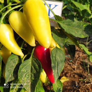 Puede incluir: Un grupo de pimientos amarillos y rojos vibrantes que crecen en una planta verde con hojas anchas. Los pimientos tienen una piel lisa y brillante y una forma cónica. Un pequeño letrero blanco con texto azul es parcialmente visible.