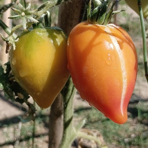 Può includere: Primo piano di due pomodori maturi sulla vite. Uno è giallo-verde, l'altro è rosso-arancio. Entrambi hanno una forma a goccia e sono ricoperti di goccioline d'acqua. I pomodori crescono su una vite verde.