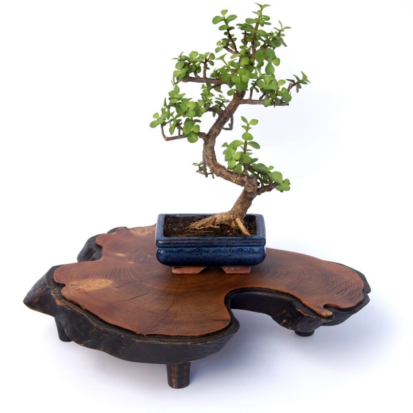 Bonsai Display Stand Etsy