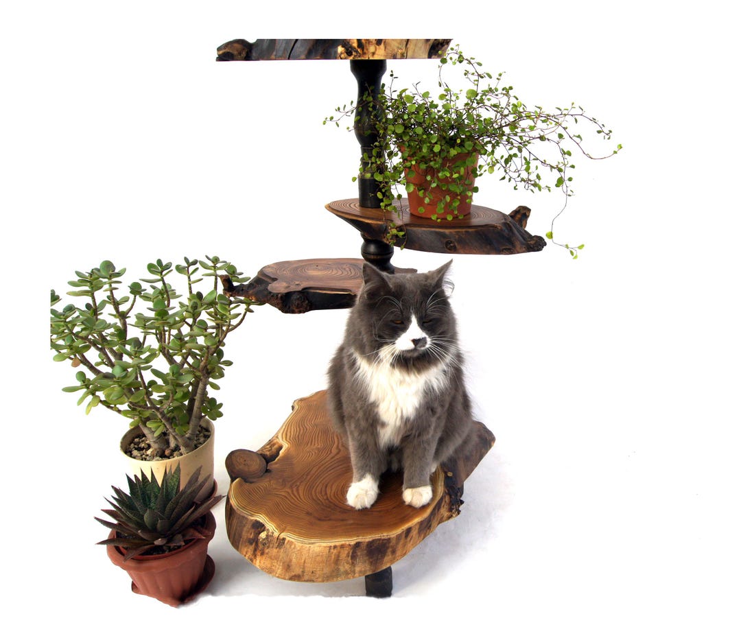 Bulb Tree Standee Tall 4-tier Live Edge Wood Plant Stand: Indoor Tree Stump Display ...