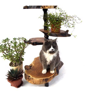 Großer 4-Tier-Holzblumenständer für Innenräume Live-Edge-Holzplatte zeigt Blumentopfständer für Pflanzentöpfe Baumstumpffarnbasis, Blumentopfhalter