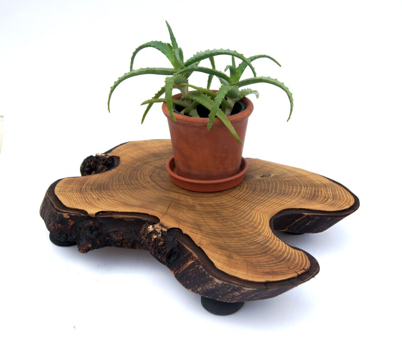 Bonsai Display Stand Live Edge Wood Bonsai Stand Tree Stump Etsy