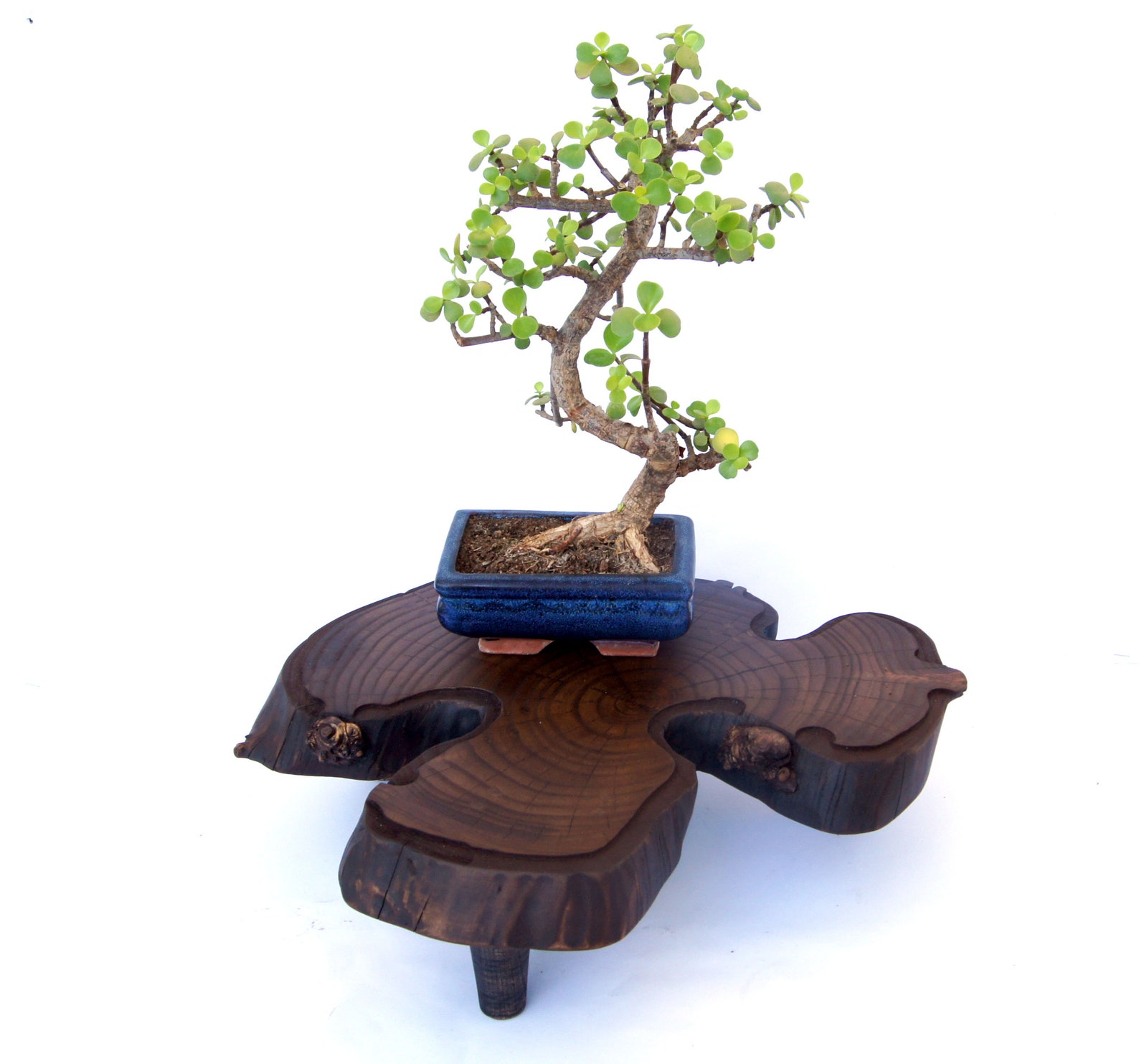 Live edge wood Bonsai stand Wood planter stand Bonsai display Etsy