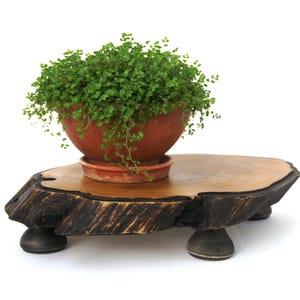 Bonsai display stand indoor, Live edge wood crystal figurine stand Bonsai planter stand Wooden plant holder Tree stump stand Flower pot base