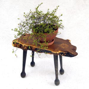 Live Edge Holzpflanztopfstand für Bonsaibaum, Holzbonsaisständer Innen, Blumentopfständer, Baumstumpfständer Holztopfpflanzenhalter