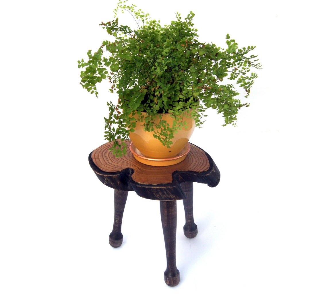 Live Edge Wood Bonsai Display Stand Wooden Planter Stand Indoor Bonsai