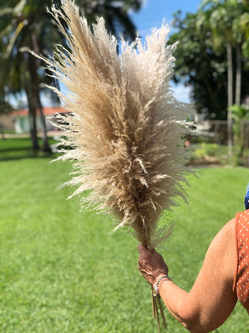 Premium Pampas Grass Bundle 5 Stems Full and Fluffy Etsy