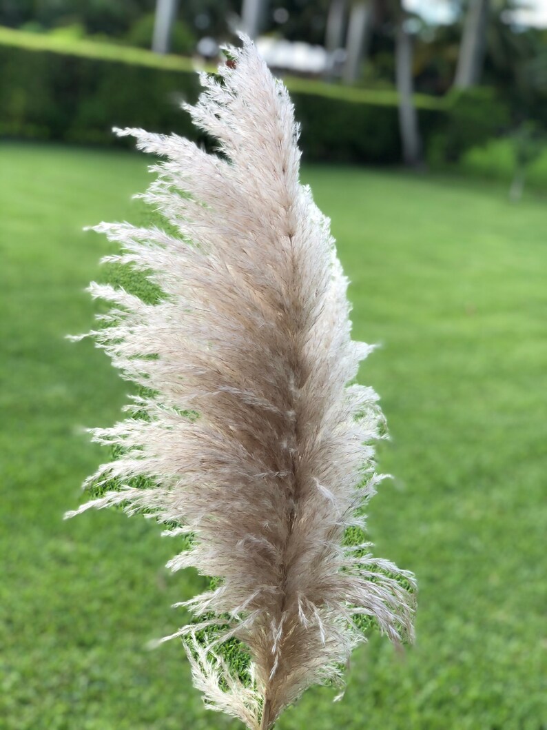 Premium Pampas Grass Bundle 5 Stems Full and Fluffy Etsy