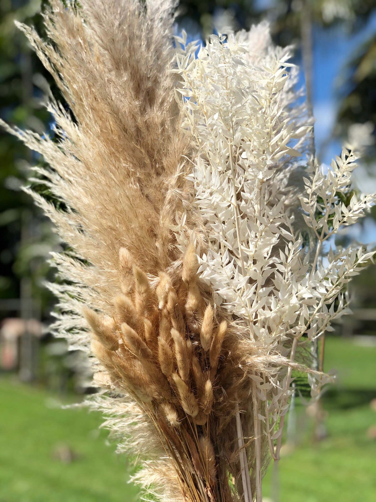 Pampas Grass Bunny Tails & Italian White Ruscus Bundle Home Etsy