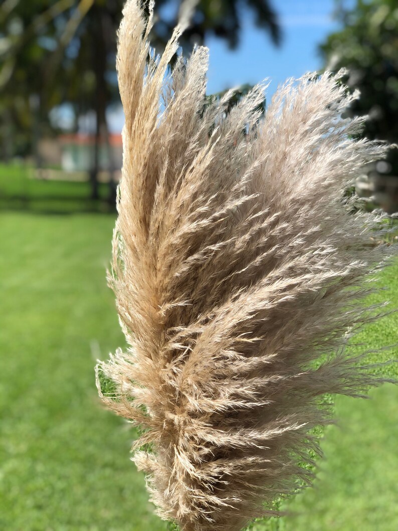 Premium Pampas Grass Bundle 5 Stems Full and Fluffy Etsy