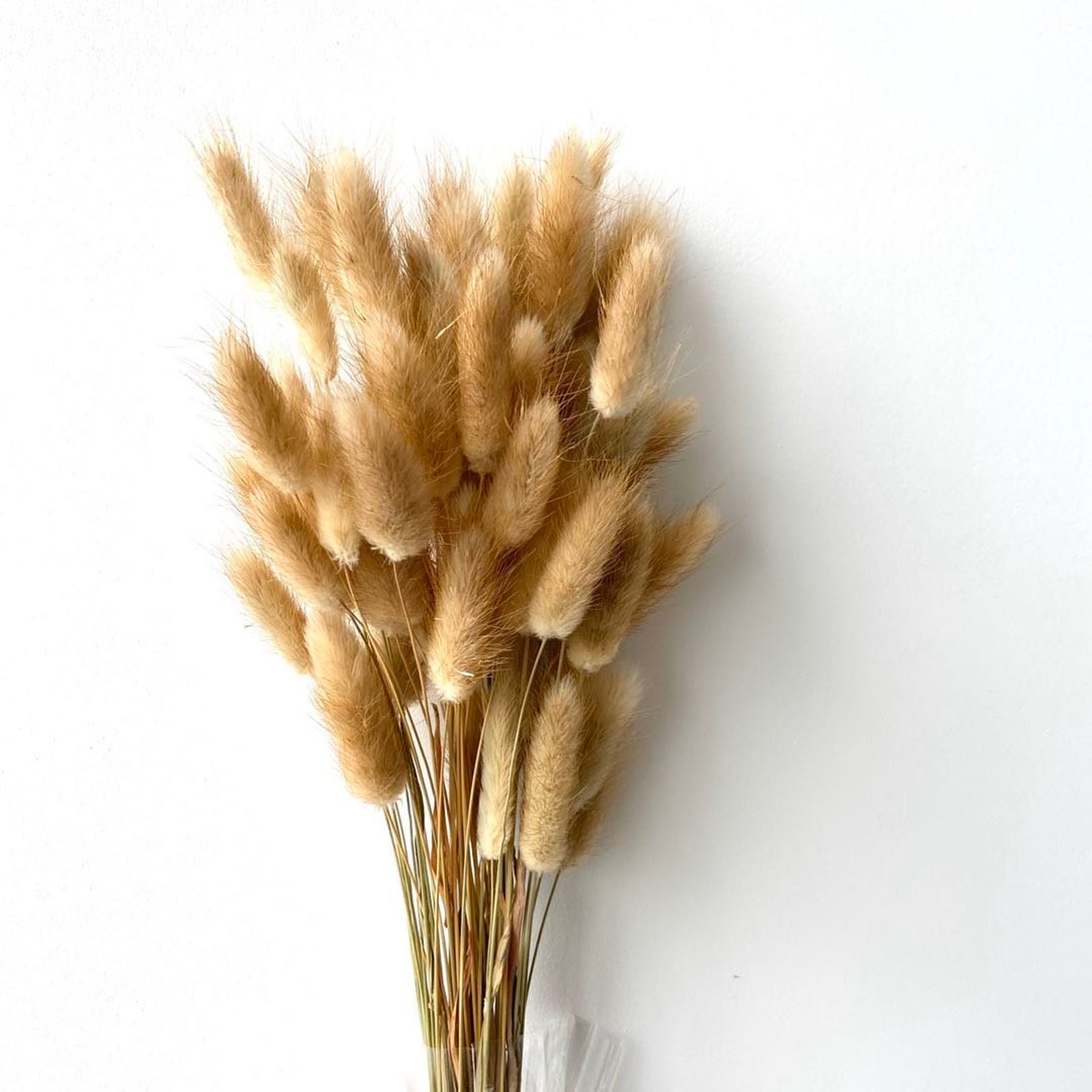 Bunny Tails Natural Dried Lagurus Grass Home Decor Boho Etsy