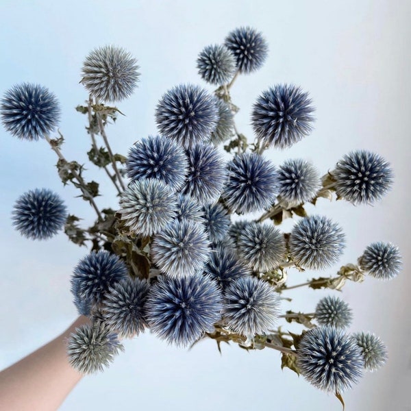 Blue Dried Flowers Etsy