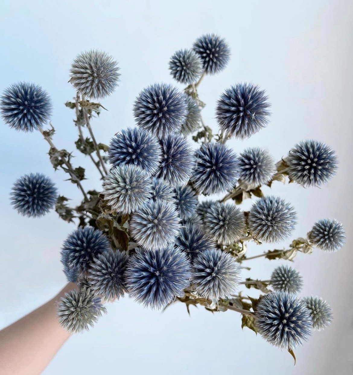 Dried Echinops, Royal Blue Natural Thistle Preserved Flowers, 20 Balls Blue  Planet Echinops Globe Flower for Wedding Boho Party Home Decor, DIY Floral